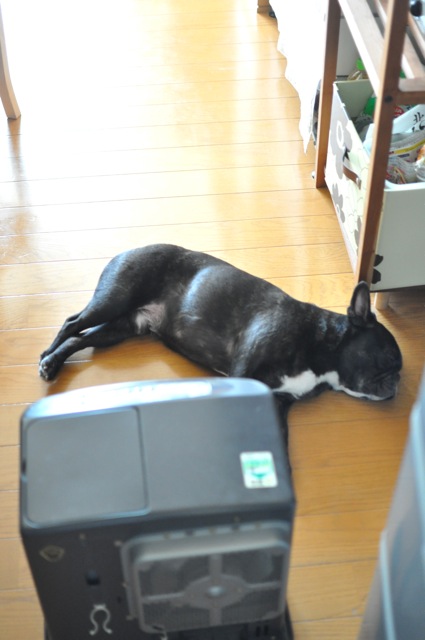 フレンチブルドッグ.gif